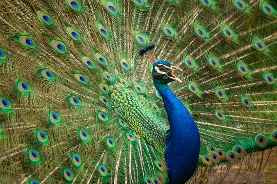 Indian Peacock or Peafowl displaying his majestic feathers