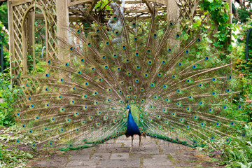 Naklejka premium Indian Peacock or Peafowl displaying his majestic feathers