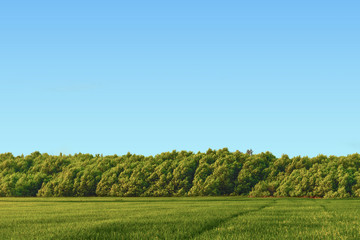 Fototapeta na wymiar green land with nice sky, peaceful environment with space on the sky where you can write a message for commerce