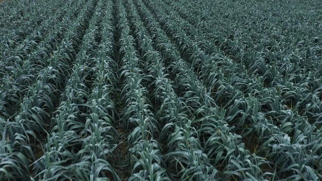 Aerial view of a very large field of winter leek that has a glaucous coloration   