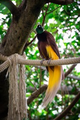 Exotic Cendrawasih or Paradise Bird with long yellow tail sitting on a rope