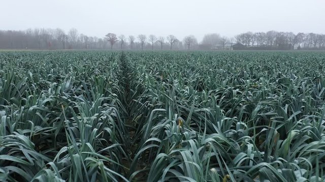 Aerial view of a very large field of winter leek that has a glaucous coloration   