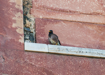 Indian Myna (starling) sitting on the edge of an old building