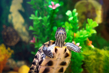 Red Eared Terrapin in aquarium with seaweed. Turtle is looking at us.