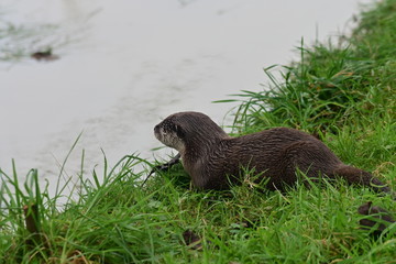 Otter