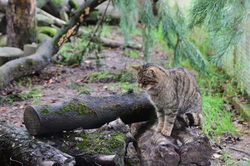 Scottish wild cat