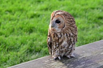 Owl