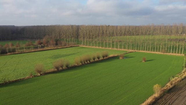 Aerial view of a bright green meadow with pollard willows alongside and a line of high trees, slowing approaching the ground