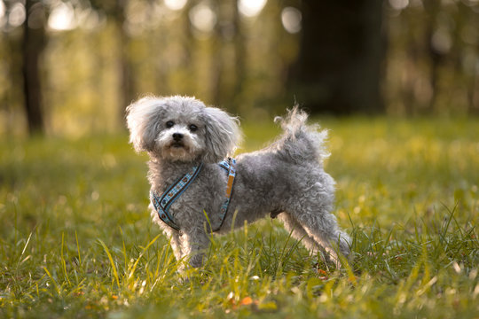 Grey bolonka zwetna dog in autumnal light