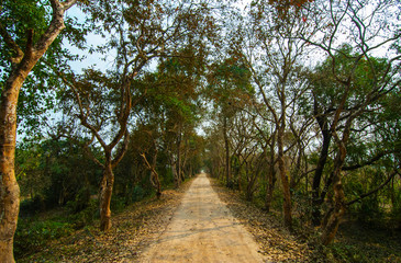 Obraz premium Road surrounded by trees in Kaziranga National Park, India
