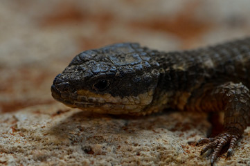 Small salamander on rock