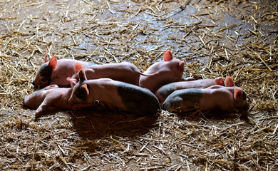 Group of piglets, baby pigs