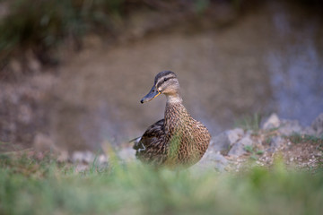 Female mallard (Anas platyrhynchos) duck on a lake