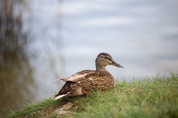 Female mallard (Anas platyrhynchos) duck on a lake