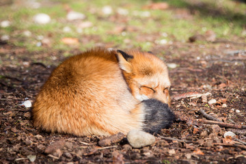 Sleeping fox