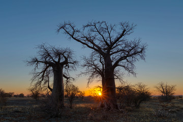 Fototapeta na wymiar Sunrise at two baobab trees on Kukonje Island