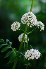 Valerian in the garden on a green natural background. Medicinal plant in nature