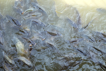 Overfishing carp fish