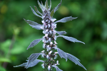 In the meadow among the herbs grow dog nettle is five-bladed (Leonurus quinquelobatus)