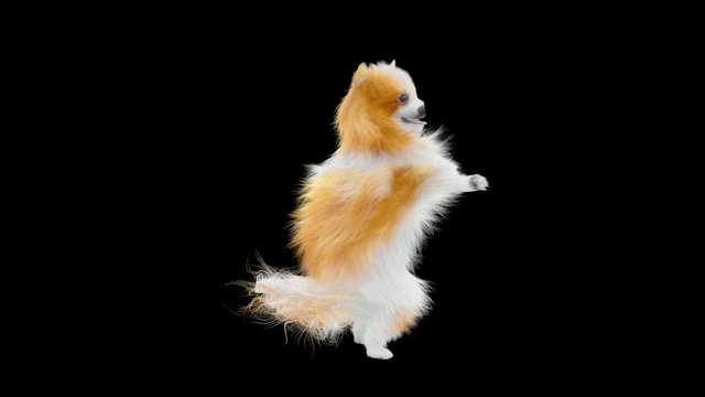 Dog Dance CG fur 3d rendering animal realistic composition, 3d mapping, cartoon, Animation Loop, With Alpha Channel