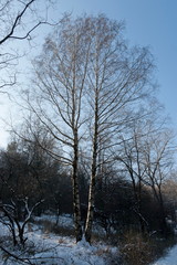 Landscape with winter forest and road in snowy Vitosha mountain, Bulgaria   