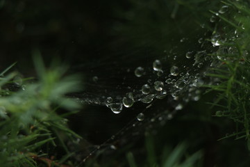 Raindrops