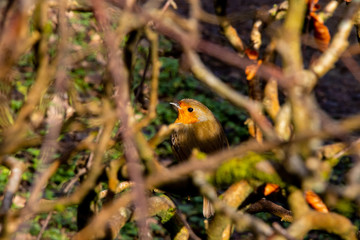 Robin Bird redbreast outdoors nature centre frame obscured by branches