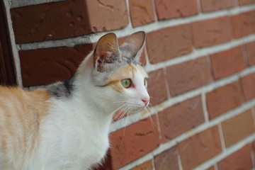 Junge dreifarbige Katze beobachtet Umfeld