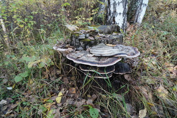 Mushroom parasite Tinder fungus flat (Ganoderma applanatum) growing on an old stump among fallen leaves in the autumn forest.