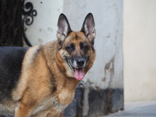 A german shepherd in the street