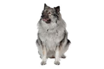 Hund im Fotostudio Wolfsspitz