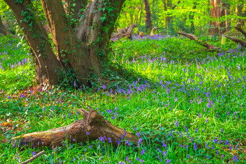 Bluebell in Highgate Wood, North London, England