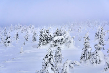 Fototapeta na wymiar snowy winter plateau in a frosty haze