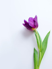 purple tulips on a white background. spring frame for greeting card with place for text