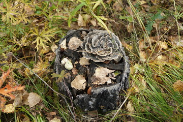 Top view of the parasite mushroom - Tinder fungus (Trametes versicolor) growing on a birch stump in the autumn forest.