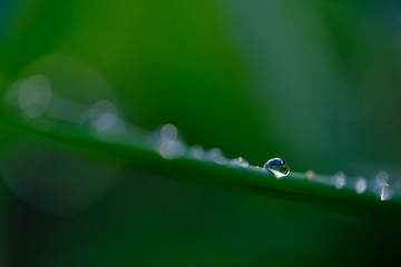 drops on grass