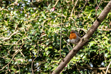 Robin Bird perched on tree branches redbreast outdoors nature