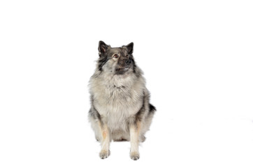 Obraz premium Hund im Fotostudio Wolfsspitz
