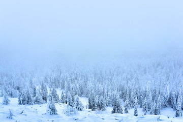 blue winter landscape - mountain forest in a frosty haze