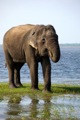 Naklejka na ściany i meble Young elephant drinking water in the national park