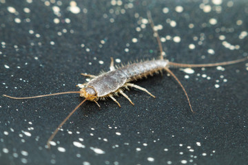 Ctenolepisma insect walks on dark surface. front side view