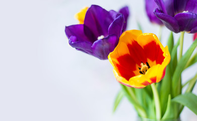 purple, red, yellow tulips close-up. spring flower background
