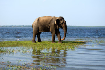 Fototapeta na wymiar Young elephant in the national park