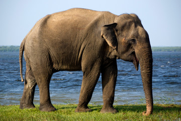 Young elephant in the national park
