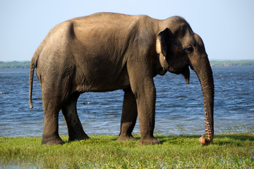 Young elephant in the national park