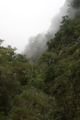 Berg, Wald und Nebel (Madeira)