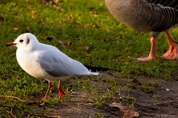 mediterranean gull close up bird outdoors nature wings feathers beak uk london