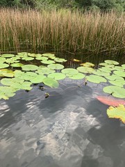 Lilies in pond