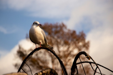 mediterranean gull Perched on twigs branches bird wings feathers nature outdoors london uk