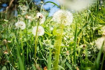 Dandelion flower with dandelion seeds in the green grass. Summer background. Flowering of dandelions landscape, spring, ecology, floral concept
